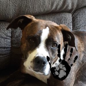 Meet your Posher, Lizzie